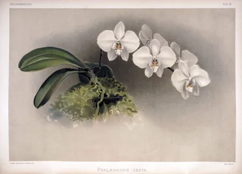 Phalaenopsis × leucorrhoda als Synonym